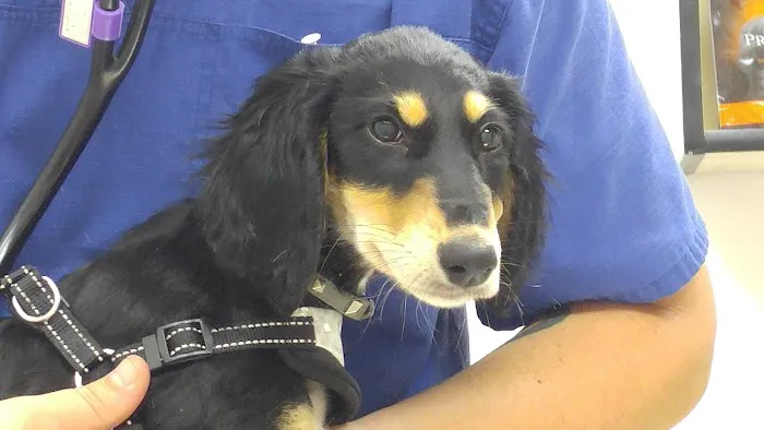 Robinson Animal Hospital Picture 1