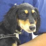Robinson Animal Hospital