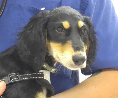 Robinson Animal Hospital