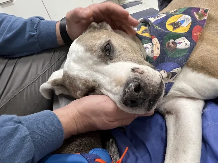 Robinson Animal Hospital Picture 3