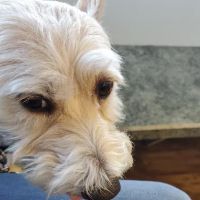 Pointe South Animal Hospital ico