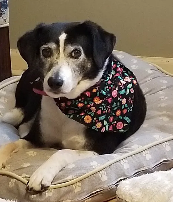 Pointe South Animal Hospital Picture 10