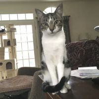 Five County Spay and Neuter Clinic ico