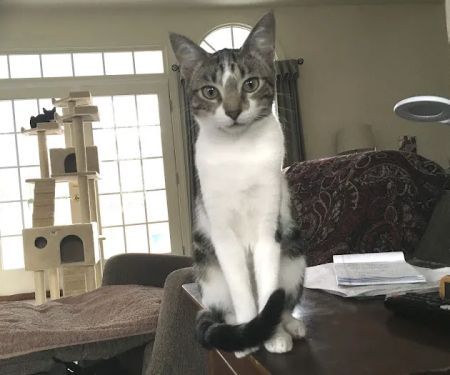 Five County Spay and Neuter Clinic