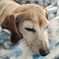 Zebulon Animal Hospital ico