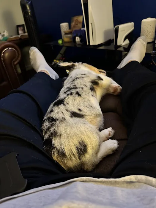 Zebulon Animal Hospital Picture 3