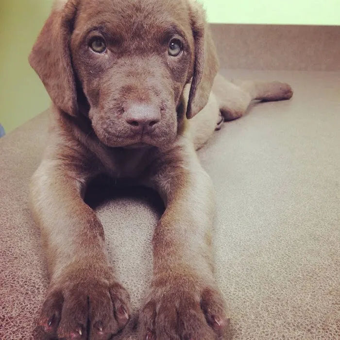 Zebulon Animal Hospital Picture 10