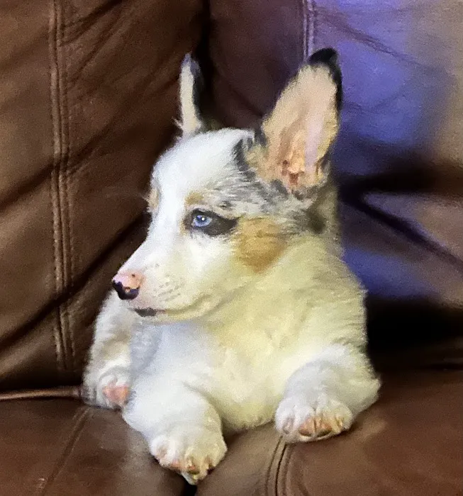 Zebulon Animal Hospital Picture 5