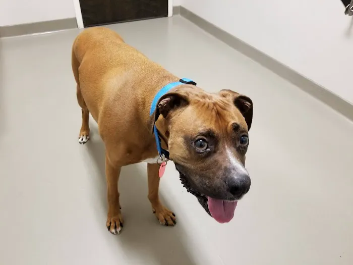 East Wake Animal Hospital Picture 1