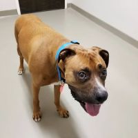 East Wake Animal Hospital ico