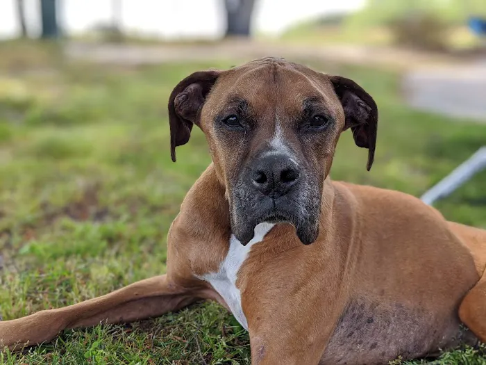 East Wake Animal Hospital Picture 2