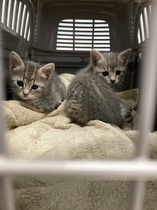 Southern Heart Veterinary Hospital Picture 2