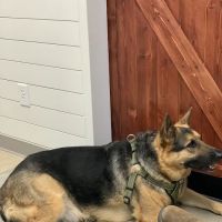 Warrenton Animal Clinic ico