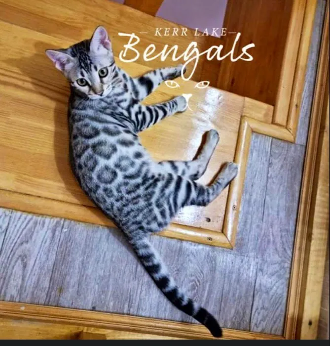 Kerr Lake Bengals Picture 3