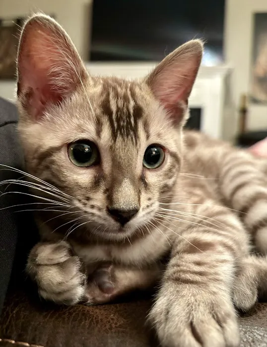 Kerr Lake Bengals Picture 9
