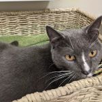 Knightdale Animal Hospital