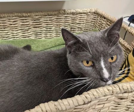 Knightdale Animal Hospital