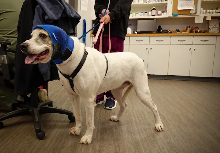 Knightdale Animal Hospital Picture 10