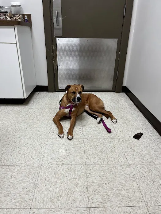 Knightdale Animal Hospital Picture 4