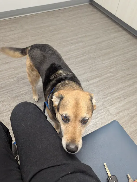 Knightdale Animal Hospital Picture 3