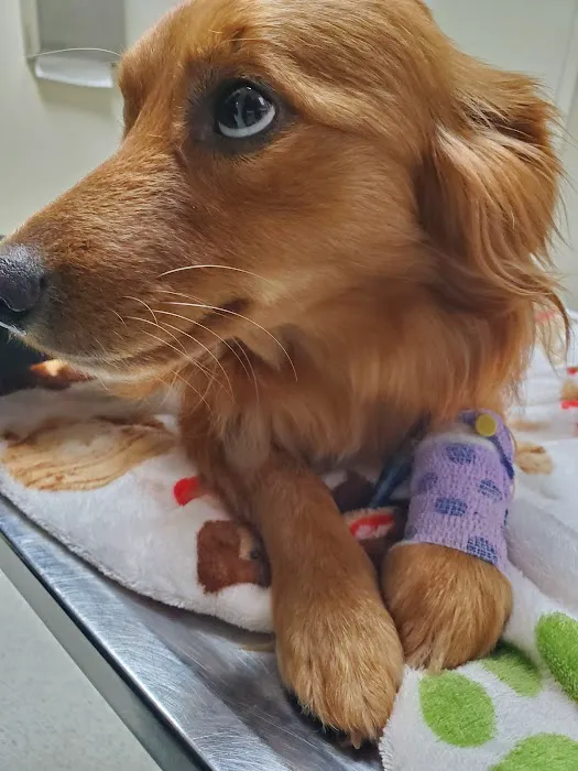 Wake Veterinary Medical Center Picture 8
