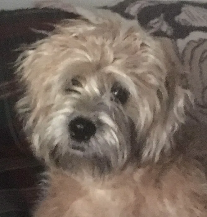 CVCA Cardiac Care for Pets Picture 2