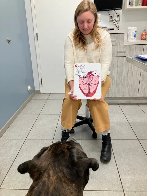 CVCA Cardiac Care for Pets Picture 4