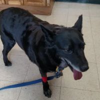 Magnolia Animal Hospital ico