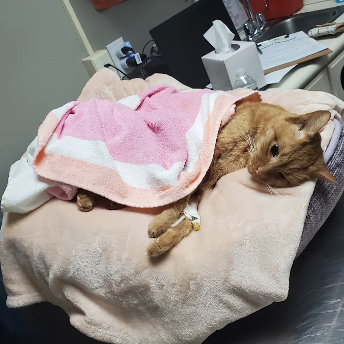 Magnolia Animal Hospital Picture 4