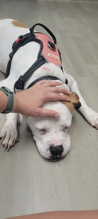 Magnolia Animal Hospital Picture 2