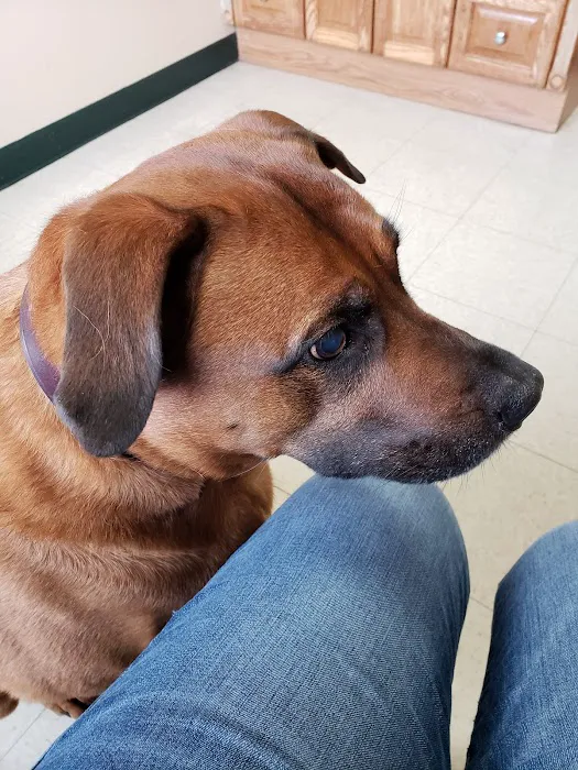 Magnolia Animal Hospital Picture 3