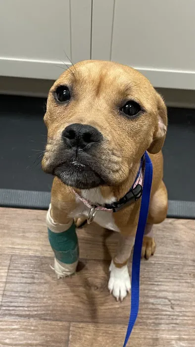 Animal Emergency Hospital & Urgent Care Picture 8