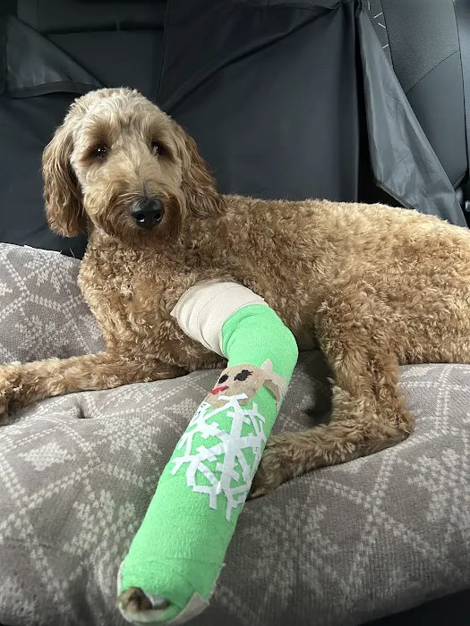 Animal Emergency Hospital & Urgent Care Picture 1