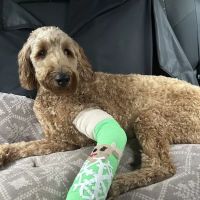 Animal Emergency Hospital & Urgent Care ico