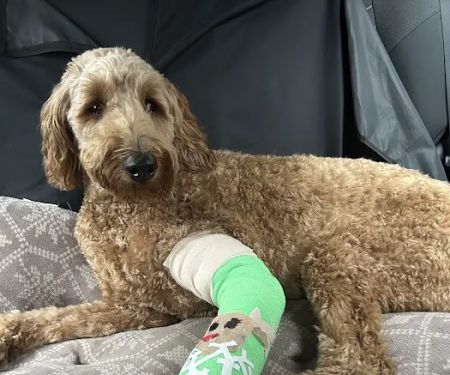 Animal Emergency Hospital & Urgent Care