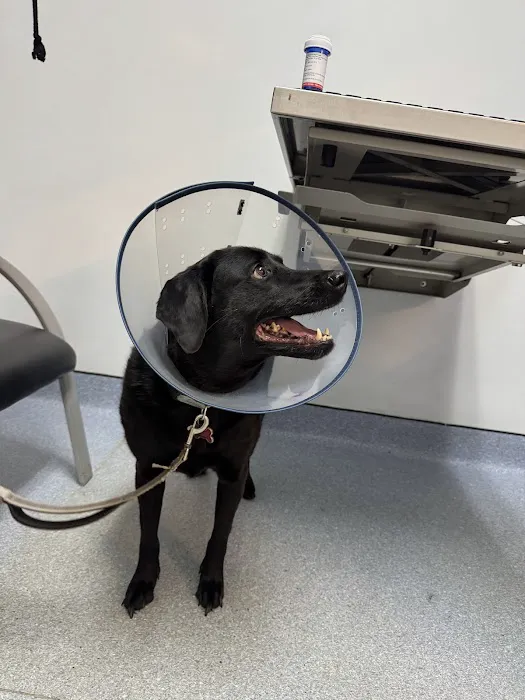 Animal Emergency Hospital & Urgent Care Picture 4