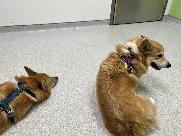 Walnut Street Animal Hospital Picture 10