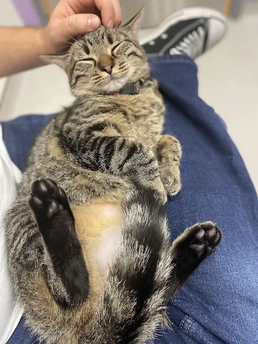 Walnut Street Animal Hospital Picture 8