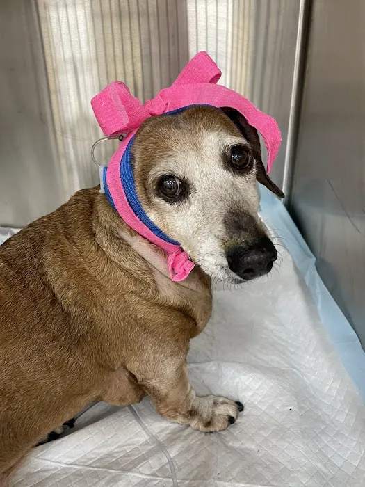 Truss Vet - Veterinary Urgent Care Picture 10