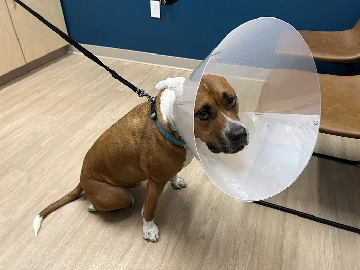 Truss Vet - Veterinary Urgent Care Picture 6