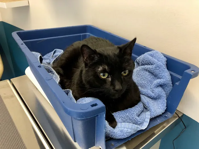 Truss Vet - Veterinary Urgent Care Picture 7