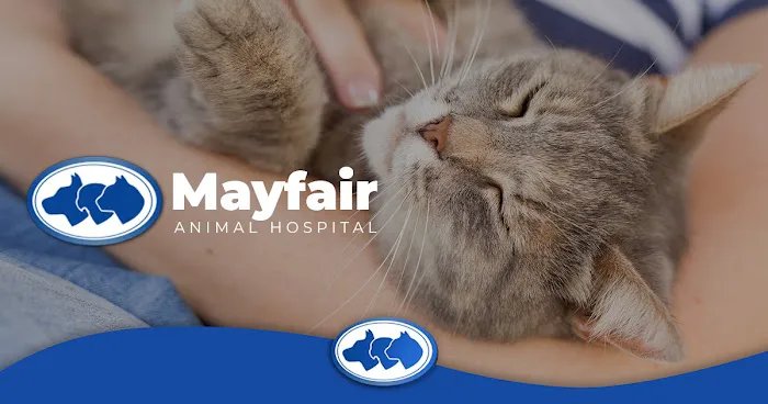 Mayfair Animal Hospital Picture 3