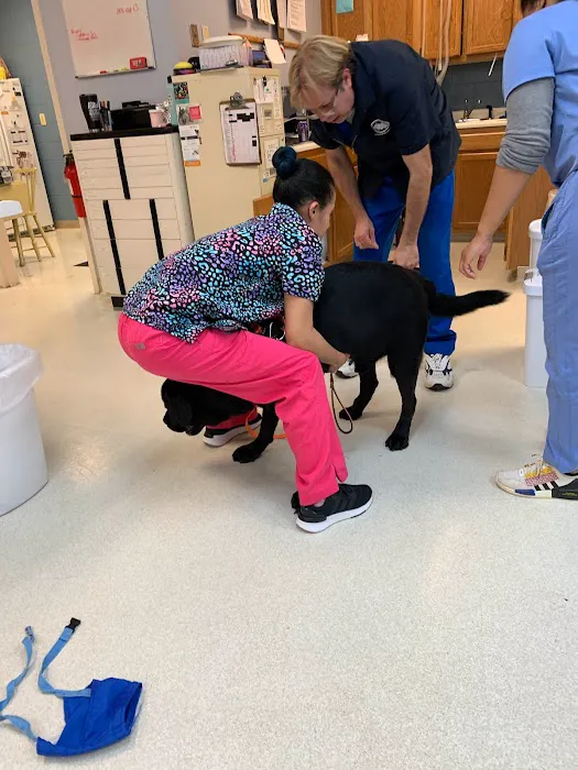 Mayfair Animal Hospital Picture 8