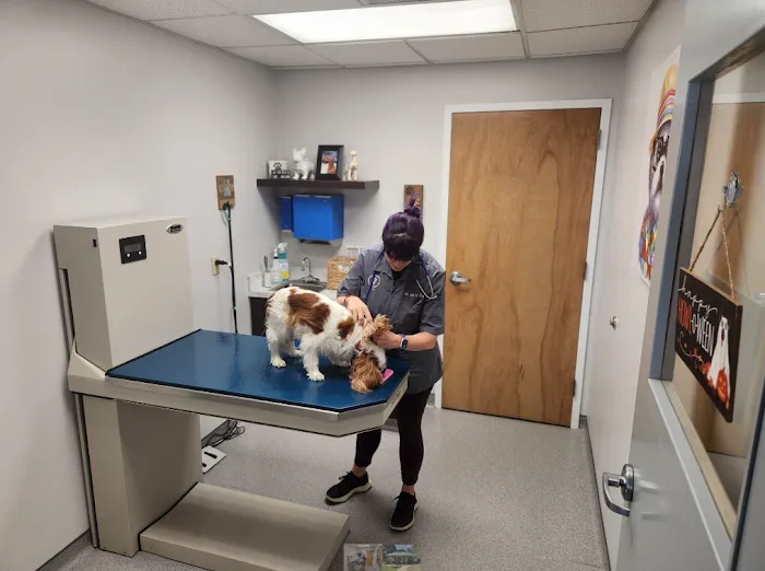 VCA Cornerstone Animal Hospital Picture 8