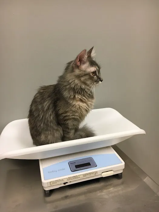 VCA Cornerstone Animal Hospital Picture 2