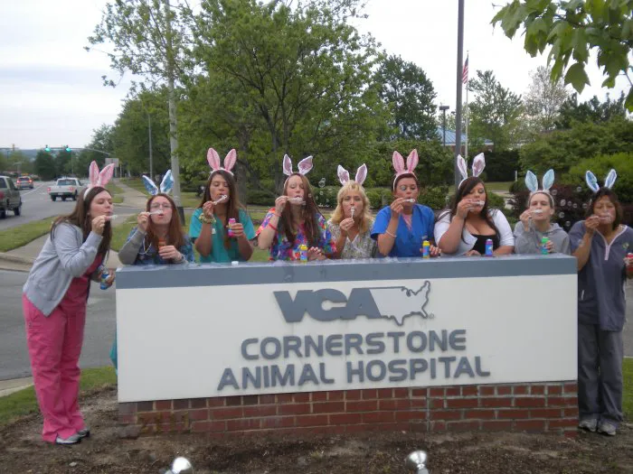 VCA Cornerstone Animal Hospital Picture 5
