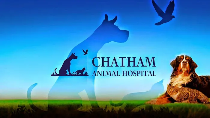 Chatham Animal Hospital Picture 5