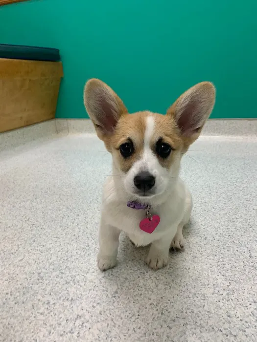 Chatham Animal Hospital Picture 4