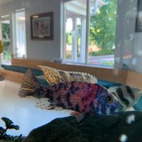Chatham Animal Hospital ico