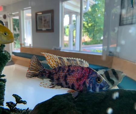 Chatham Animal Hospital